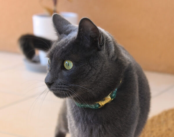 Collier fin chat Ringo – Image 2