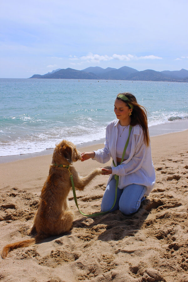 Collier chien Matcha – Image 5